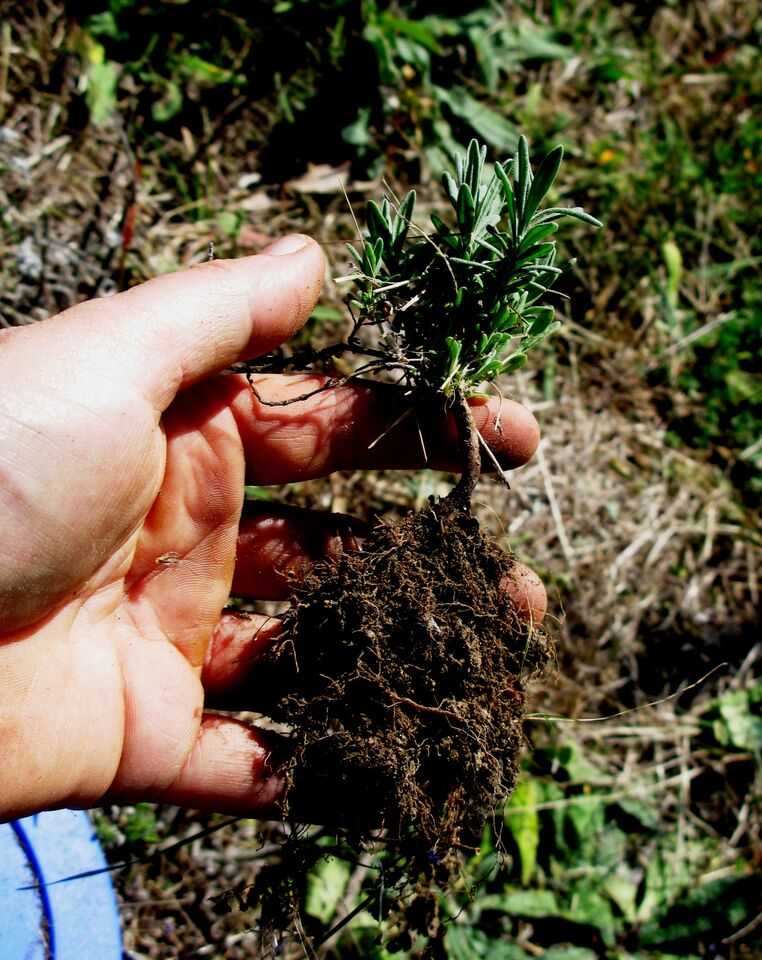 ‘Sponnees’ have well developed root systems which are disrupted when they are dug up. It is usual for us to pot these plants up to resettle their root growth before planting out.