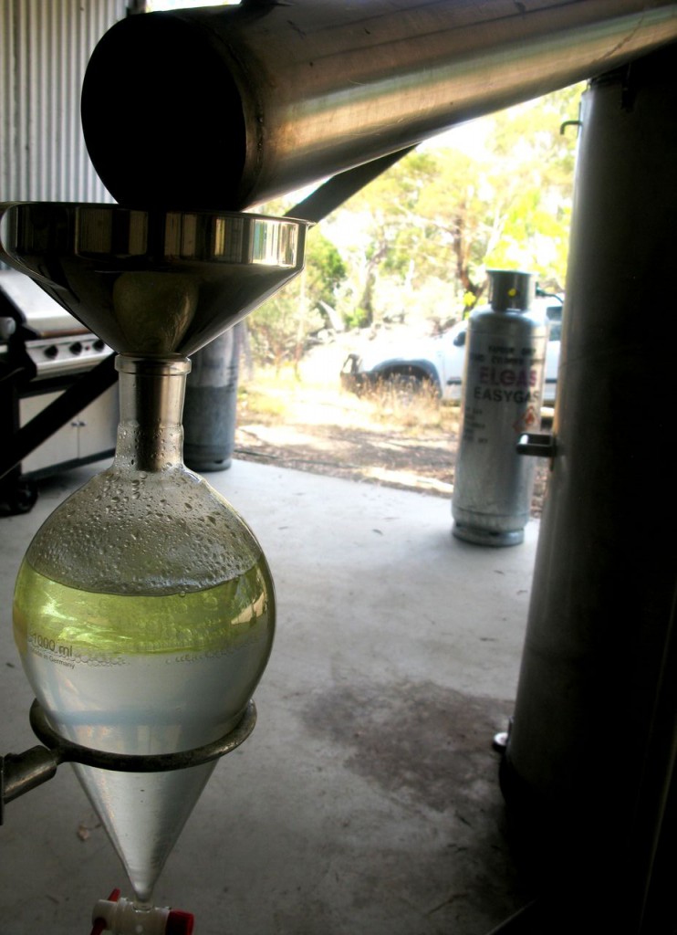 As distillate fills the separatory vessel, essential oil rises forming a golden band at the top. Hydrosol, at first a cloudy, soon clarifies and is tapped off many times before the oil is decanted into an amber glass bottle.