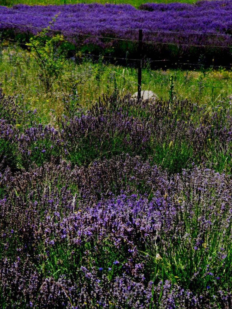 The genetic variation of seed grown lavender displays floral diversity. This is vividly highlighted against the bright uniformity in colour of the cultivar Maillette growing in the background of this eight year old ‘Sponnee’ planting (Fence Patch contains approximately 700 plants each different to the next).