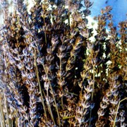 Dry Lavandin Florets – L. x intermedia spp. 100g IMG 5