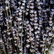 Dry Lavender Florets – L. angustifolia spp IMG 5