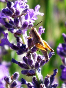 Wingless grasshoppers are plentiful in the lavender fields during the summer months. In a bio-diverse environment they do no harm and while I am sure there is a good reason for their attachment to this plant it often seems like they just enjoy the smell. Insects are very much part of a balanced farm ecology, they are food for reptiles, birds and small animals and then there are the bees whose benefits to our production are irreplaceable. Needless to say on an ecological farm insecticides are never an option.