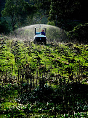 Bio-dynamic preparation 500 is sprayed out in large droplets in the late afternoon. This image shows the deep ripped rows where the young lavenders will find their home.