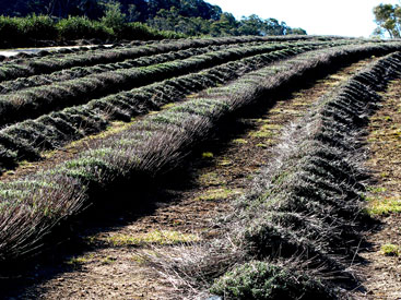 Lavender is dormant throughout the winter months and pruning is a significant farm activity at this time. Pruning, especially when the plant is young, is necessary to keep the plant compact, let sunlight into the plant and keep the flowering bountiful. Prunings are left on the paddock as mulch.