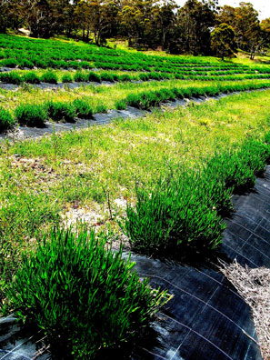 Mid spring sees the tawny winter lavenders transformed into lush green. By late November these bushes will have tripled in size with long stems and immature flower spikes. The grass between the rows is mowed allowing the sunlight to envelope the plant unimpeded.