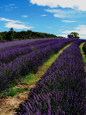 Mid - summer, the lavender fields are transformed into the picture book version everyone is familiar with. Unfortunately at this point the flower is harvested and distilled for essential oil and the beauty is lost for another year.