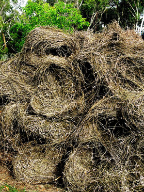 Essential oil and hydrosol are the only things taken from the farm. Lavender straw, the spent stems and flowers, left over from distillation will be returned to the farm as nutrient rich vermi-compost.