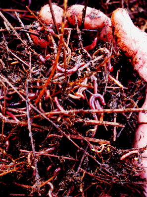 Lavender straw is layered with manure, kept moist and allowed to decompose in heaps. Red compost worms soon proliferate in the heap, turning the composted straw into a colloid rich substance used in the nursery and farm.