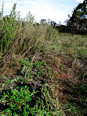 Vipers bugloss is a vigorous plant with a large tap root. Allowed to grow to full expression this plant works to initiate soil restoration both above and below the surface of the soil. The tap root works on de-compaction and restoring organic matter to the soil, while the cut top forms a thick layer of mulch to maintain soil hydration and overtime the decay adds life sustaining organic matter.