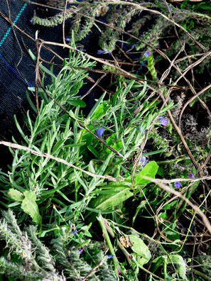 The young lavenders are semi protected by weed matt which helps to demarcate rows amongst the exuberant growth.