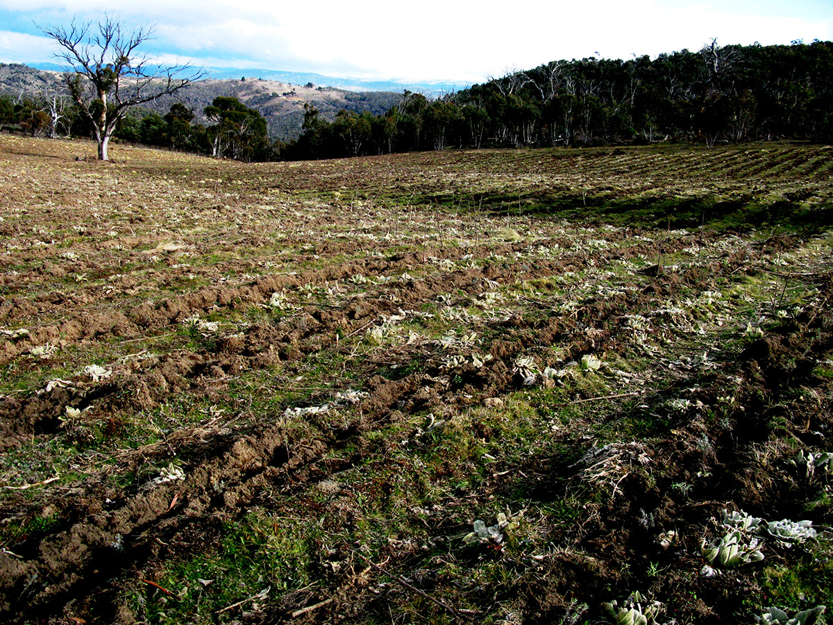 Minimum tillage and respecting vegative cover is a key tenant of ‘living soil’ approaches to farming. Excessive cultivation leads to the breakdown of soil structure which rapidly leads to compaction and infertility. ‘Goat Valley’ is our largest planting area and it came to us in degraded condition which we are working to restore. Cultivation for planting simply involves the deep ripping of the planting rows, spraying out of bio-dynamic preparations to encourage biological activity before the plants are settled in the rows for their life on the farm. Existing vegetative covered is retained between the rows as a permanent and living source of organic matter above and below the soil surface.