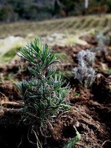 The young lavenders planted at Snowy River Lavender are propagated, both from cuttings and seed stock, tuned to soil feeding. This is done by including soil and biodynamic colloidal rich vermi compost in the propagation mix and growing beds. We have found plants propagated in this way are more resilient to the sometimes harsh growing conditions of our farm where no artificial irrigation or fertilisers are used.