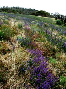 Young lavenders grow happily on ‘Shearers Slope’ among the summer grasses and field flowers. Biodiversity is important to a ‘living soil’, with the growing field conceived as a zone of plant co-operation in building an active and balanced soil. The specific methods of bringing the benefits of biodiversity into the growing field will vary according to individual farms and the crop being grown. With lavender, as a perennial crop we discretely control inter-row vegetation by way of mowing and hand pulling plants directly affecting the lavender at harvest time. Nothing is taken from the field but allowed to lie as mulch eventually to rot and be recycled into the soil. This contrasts to inorganic agriculture where the growing field is conceived as a competitive zone with soluble minerals in the form of expensive fertilisers, finite, and ongoing inputs meant only for the commercially productive plants. All other plants are weeds and must be controlled for usually by way of cultivation and herbicides.