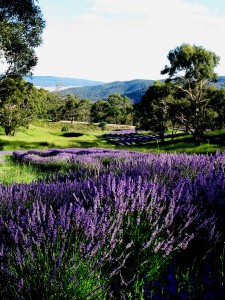 At the height of summer, lavender, presents as a river of purple meandering thru Majesse Valley. It highlights how lavender as a crop binds within a more comprehensive and fully developed landscape. Planting within the contours of the land works to naturally hydrate the field but also shows where in the valley lies the suitable free draining soil necessary for a dry land herb such as lavender. This valley could never be fully planted out because the valley floor is the dense peat like soil of a wetland, while the valley slopes are the sandy loam lavender desires.