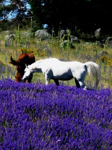 The lavender exists as part of the broader farm ecology and life. Animals, birds and insects are constants in the lavender plantings. Here the lavandin, ‘Riverina Allan’, grows in vivid glory in ‘Stallion Paddock’, a field still used intermittently by our horses. This photo depicts Doc and Sonata nonchalantly grazing between the rows, but it could just as easily be a mob of Eastern Grey Kangaroos; a flock of wood ducks; a wombat; a herd of fallow deer or wild goats. All benefit from and contribute to the cycle of life which is our farm.