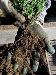 The root system, on this 12 month old lavender seedling, displays the fine network of soil feeder roots so critical to soil life. It is these fine roots, as they perpetually grow and die which both, feed the soil biology living amongst them to create humus; but also create soil structure as a constantly changing network of aerobic channels. As Biodynamic pioneer Alex Podolinsky presents without these aerobic channels, soil loses its architecture, its form, like a building reduced to rubble. Structure is as much the space between as it is the material which defines it. It is more than a sum of its parts. (Ref. Biodynamic Intro Lectures Vol 1 p. 21)