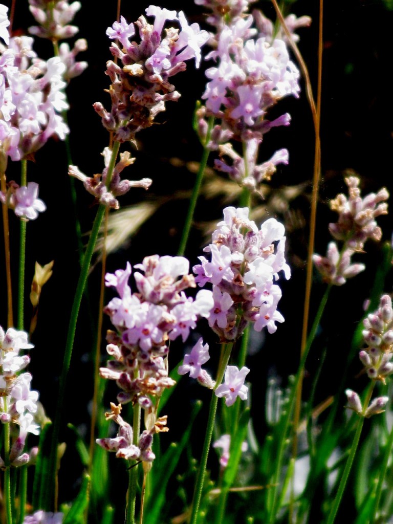 Pacific Blue has a pink gene this pretty pale pink seedling is evidence of the genetic variability and potential each lavender plant holds. Unlike Pacific Monster, ‘Majesse Pixee’ is tiny, about one quarter the size of the parent plant, with flower heads not more than 2.5 cm long.