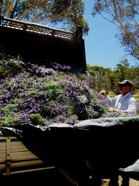 Ben’s skill as a Bobcat operator is put to good use loading the truck with lavender.