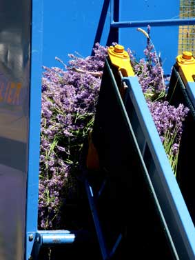 The conveyor moves cut flower into the hopper