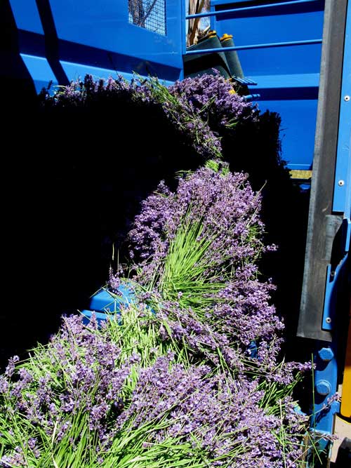 The floor of the hopper is a chain driven conveyor which moves the flower out.