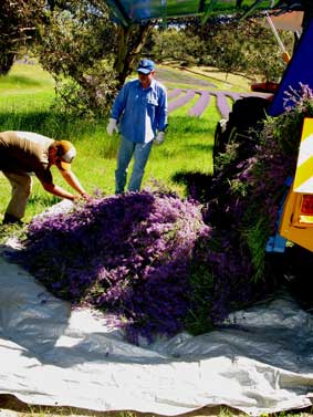 Before 2012 flower was manually swung up on to truck