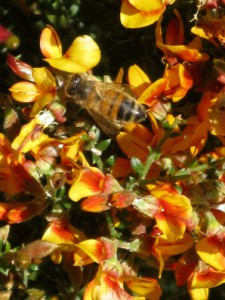 Mountain Merbelia is abundant in the farm’s forests in early October and is one of the forage species the bees turn to build hive strength after the scarcity of winter.