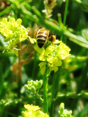 The brasica Buchan is another flowering pasture plant the bees love. Note the golden sacks of pollen on this bee’s hind legs.