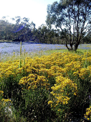 Summer field flowers, Vipers bugloss and Saint John’s Wort and Mullien, are naturalised species which add biodiversity to the bees’ available range of forage. While many of these plants are deemed weeds, and controls are mandated by local authorities, most of these plants are ancient medicinal herbs whose usefulness we, in general, no longer respect – Except of course the bees!