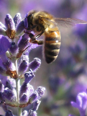 A bee on a ‘bee’ – our premiere lavender cultivar is called Bee, here is a spike of this plant with one of our honeybees taking nectar from it’s flowers