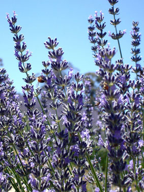 In summer bee activity on the lavenders is prolific. Look closely and you will see the tell tale amber blurs on any photo you take at this time of year.