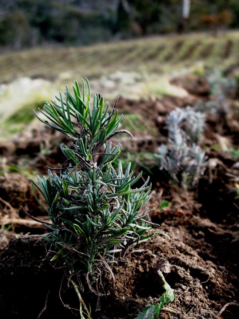 Seedlings planted out in rows, future producers of Snowy River Lavender population lavender oil.