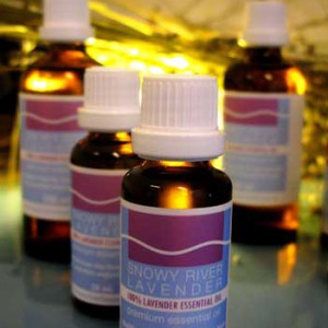 Lavender Essential Oil - L. angustifolia Avice Hill  1