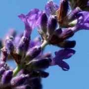 Lavender Essential Oil – L. angustifolia Signature (Limited Edition) 4
