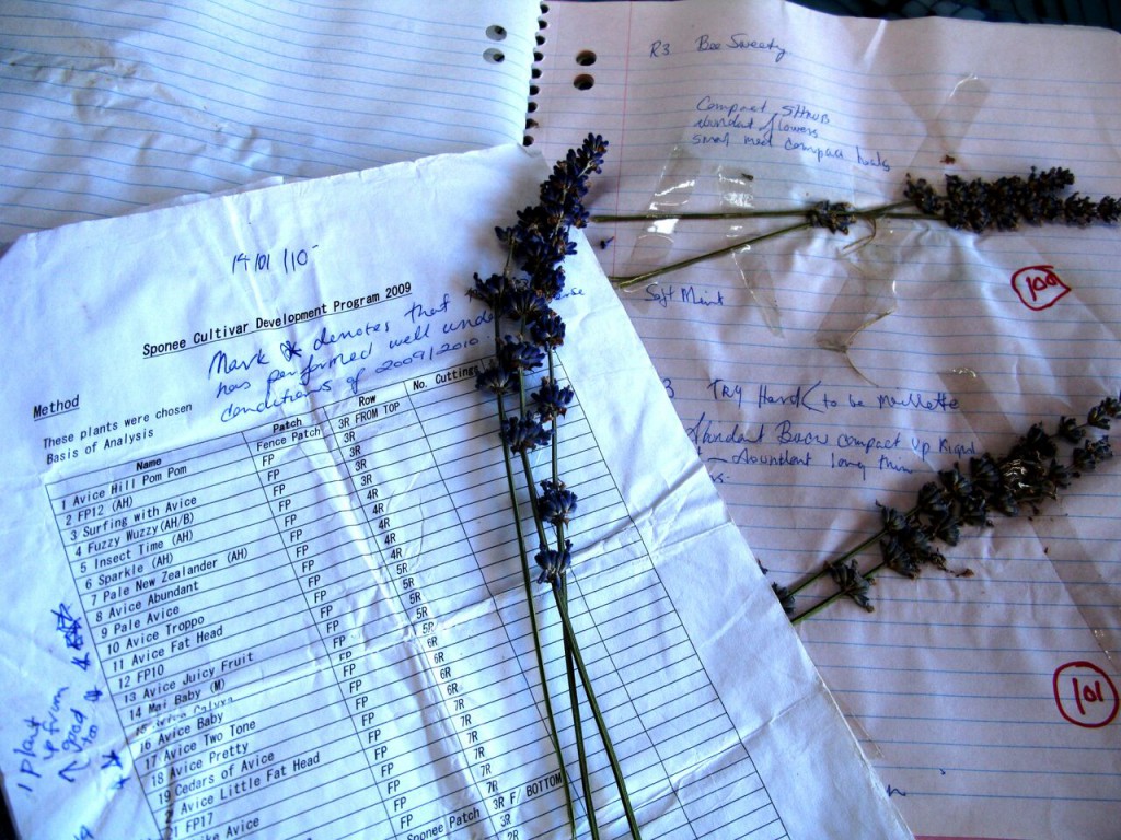 Records are important when starting a development program. All plants taken into the cultivar development program in 2009 have a botanical dried specimen, location of original plant in a patch and row, also recorded are some general notes on our perception of it in terms of size, aroma, colour, suspected parentage, name and or number. Also recorded are any follow up propagation and planting out of the chosen plant in larger numbers.