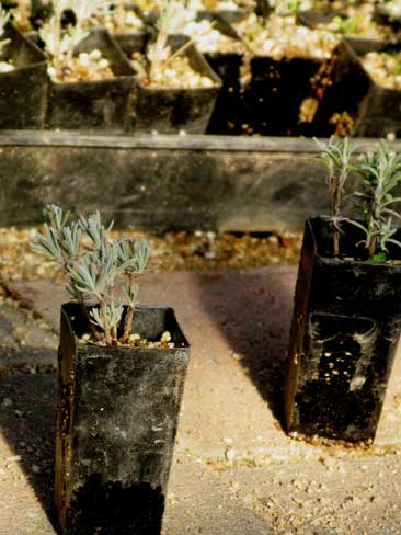 Young lavenders are propagated in 40 and 50mm plastic tubes where they remain until they are planted out in a year’s time.