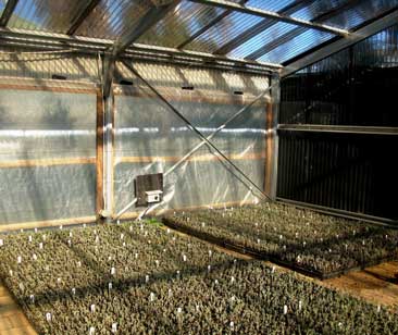 Lavender cuttings on sand covered heat mats awaiting root development.