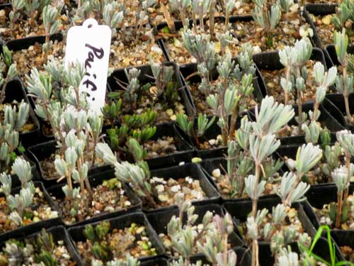 Newly potted cuttings of lavender cultivar, Pacific Blue