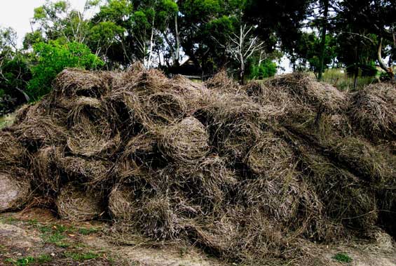 ‘The great wall’ – As distilling progresses the lavender straw wall grows. This straw is the central ingredient in the on-farm composting system and in this way lavender is returned to the farm’s fertility cycle.