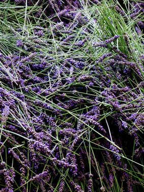 Fresh cut lavender flower ready for distillation