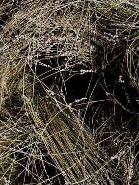 Lavender straw the biomass left after distilling