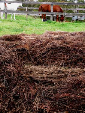 Lavender + Horse Carbon + Nitrogen Starting decomposition