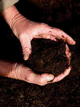 The colloid rich product of our vermi-compost. Lavender straw is now ready nourishment for soil and plants.