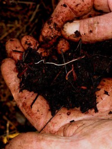 Worms (vermi) are the key macro-biological agents in the breakdown of organic matter into soil humus, plant useable nutrients.
