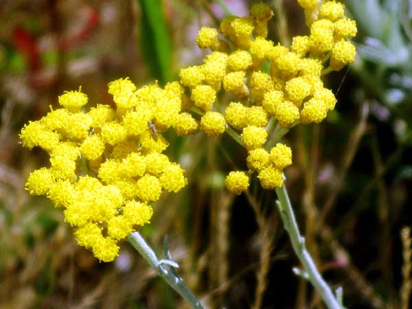 Immortelle (Helichrysum angustifolium) is one of the most powerfully therapeutic and desirable essential oils in the world. We are still in the early stages of farming this plant and are yet to distil any significant quantities. In the nursery this plant strikes easily but is very sensitive to moisture and does best when planted out as soon as roots are showing in the bottom of the pot.