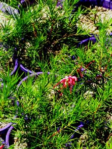 Grevillea rosmarinafolia, is a favourite hedging plant. It attracts nectar feeding wildlife