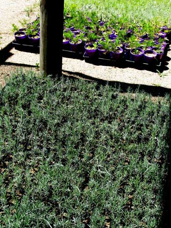 The young ‘immortelles’, (Helichrysum angustifolium) growing on in tubes in the nursery.