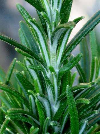 The Rosemary (Rosmarinus officianalis) essential oil produced at Snowy River Lavender is a verbenone chemotype (around 5%)