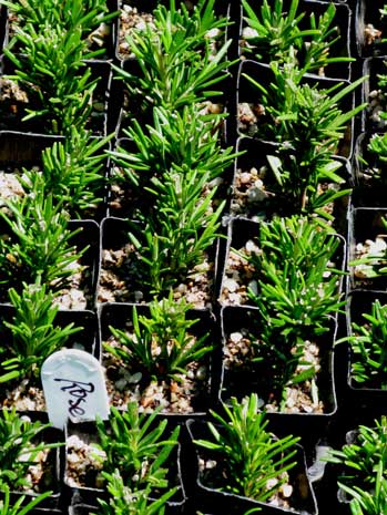 Six month old rosemary plants, growing on in tube, mid autumn, another six months, will see them planted out on the farm.