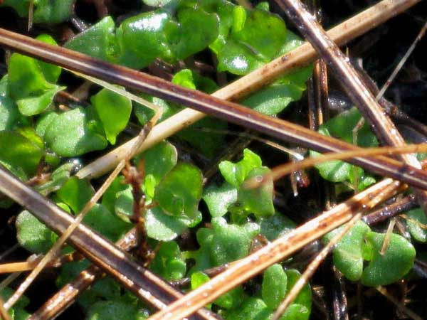 The glistening perfection of two month old seedlings finding nurture in our purpose built seedbeds