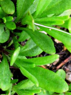 Five month old seedlings already show the elongated leaves of the adult plant.